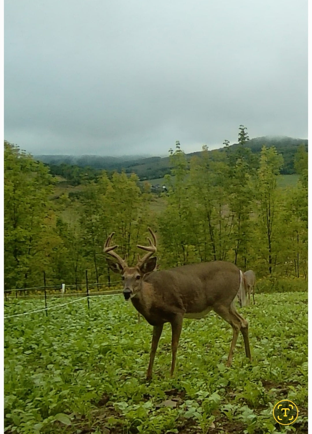 3-Day Guided Whitetail Deer Hunt in Steuben County, NY | Trophy Hunting Package