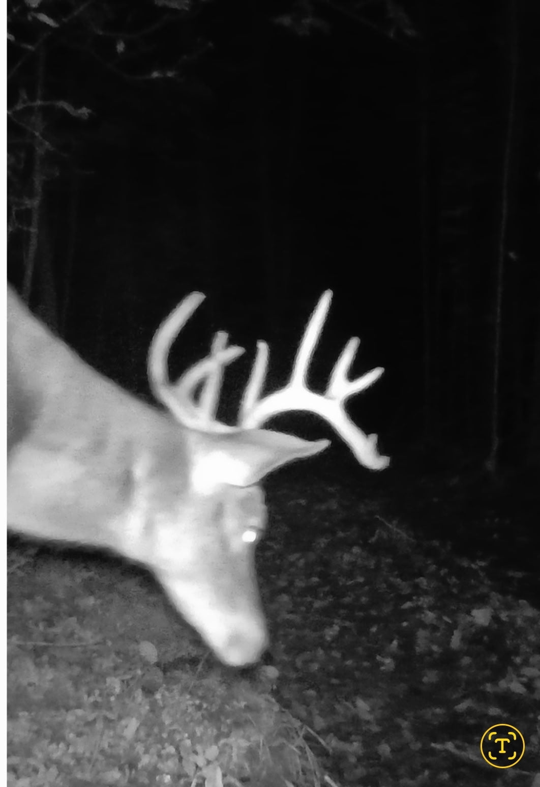 3-Day Guided Whitetail Deer Hunt in Steuben County, NY | Trophy Hunting Package