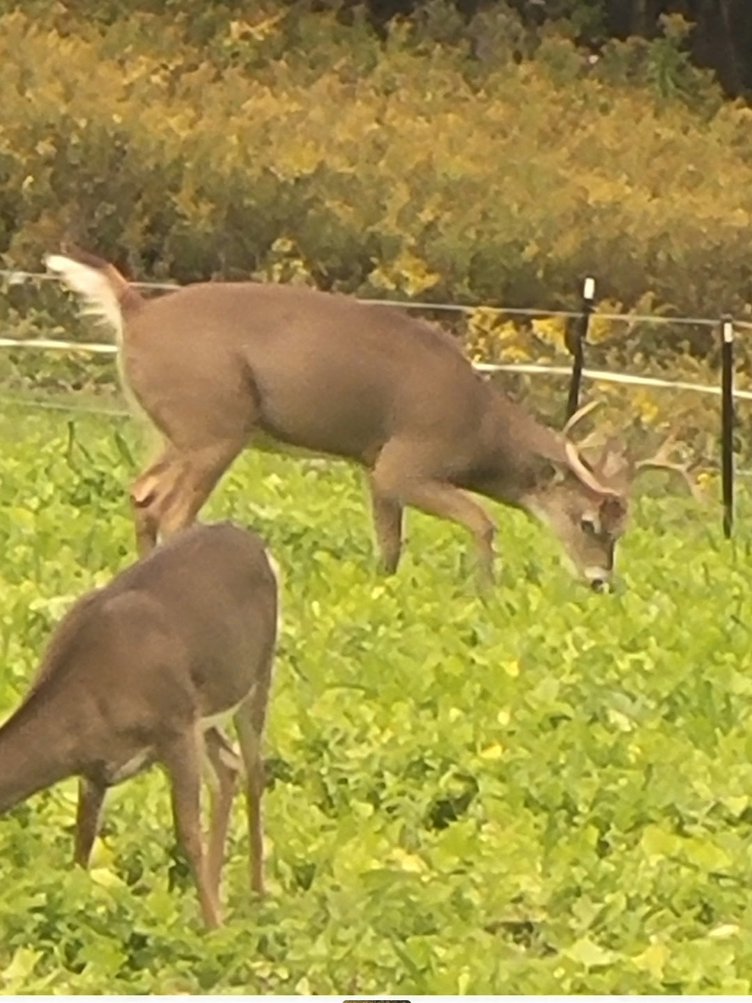 3-Day Guided Whitetail Deer Hunt in Steuben County, NY | Trophy Hunting Package