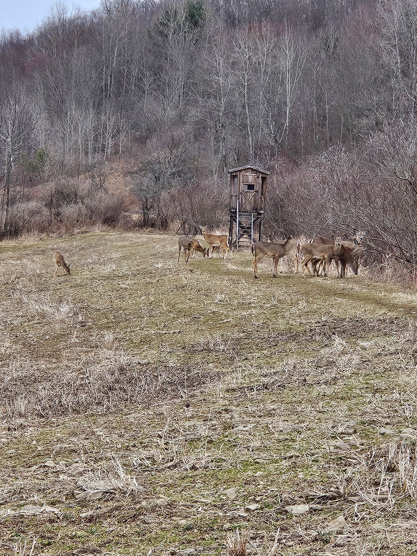 3-Day Guided Whitetail Deer Hunt in Steuben County, NY | Trophy Hunting Package