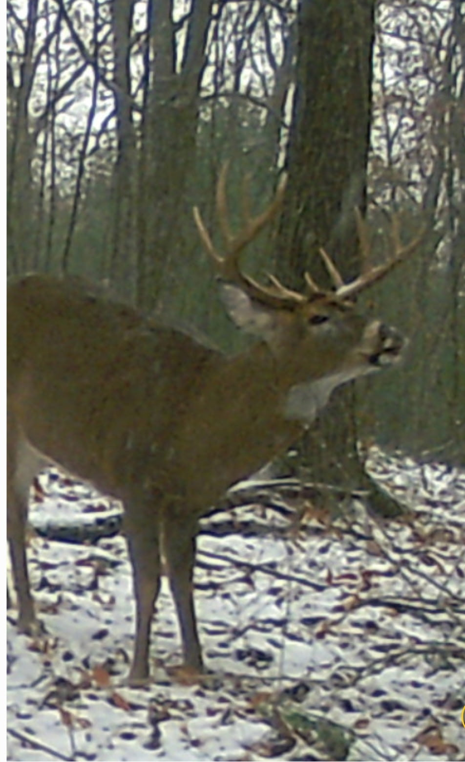 3-Day Guided Whitetail Deer Hunt in Steuben County, NY | Trophy Hunting Package