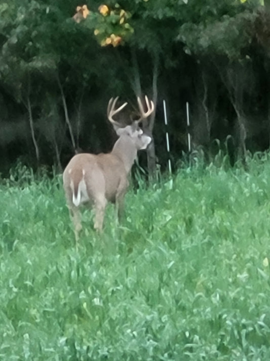 7-Day Ultimate Guided Whitetail Deer Hunt in Steuben County, NY | Full-Service Hunting Package