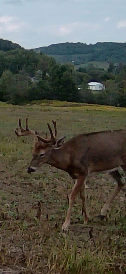 3-Day Guided Whitetail Deer Hunt in Steuben County, NY | Trophy Hunting Package