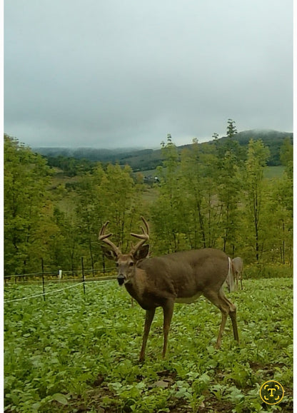 3-Day Guided Whitetail Deer Hunt in Steuben County, NY | Trophy Hunting Package