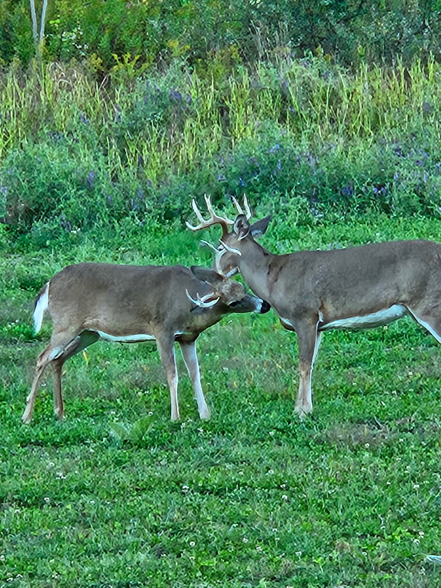5-Day Whitetail Hunting Adventure in Steuben County, NY | Guided Trophy Deer Hunt