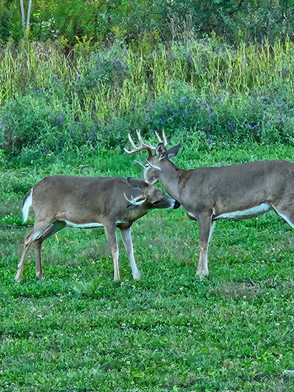 5-Day Whitetail Hunting Adventure in Steuben County, NY | Guided Trophy Deer Hunt