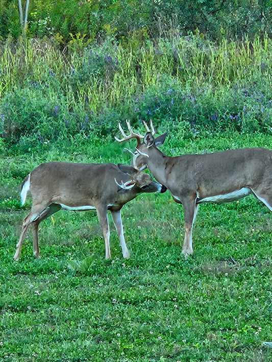 5-Day Whitetail Hunting Adventure in Steuben County, NY | Guided Trophy Deer Hunt